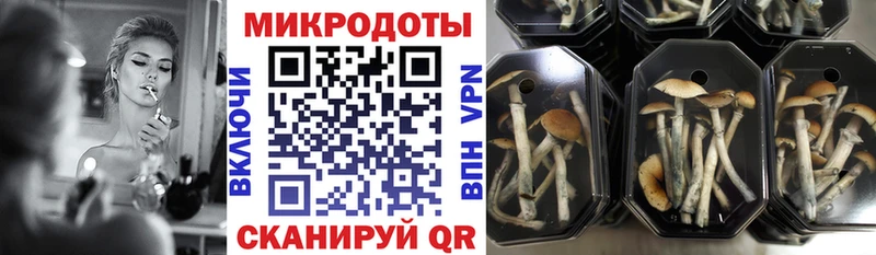 купить наркоту  Щёлково  Псилоцибиновые грибы GOLDEN TEACHER 